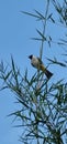 Bali starling bird on bambo branch Royalty Free Stock Photo