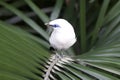 Bali starling (Leucopsar rothschildi) Royalty Free Stock Photo