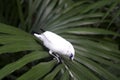 Bali starling (Leucopsar rothschildi) Royalty Free Stock Photo
