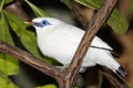 Bali Starling