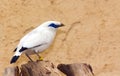 Bali Starling (Leucopsar rothschildi) bird Royalty Free Stock Photo