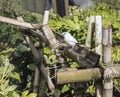 Bali Starling looking curious.