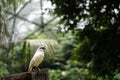 Bali starling is a typical bird from Bali island. Royalty Free Stock Photo