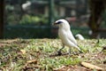 Bali starling is a typical bird from Bali island. Royalty Free Stock Photo