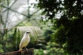 Bali starling is a typical bird from Bali island. Royalty Free Stock Photo