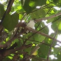 Bali Starling in wild habitat now can fly free at west bali national park Royalty Free Stock Photo