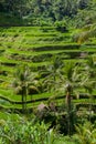 Bali step fields Royalty Free Stock Photo