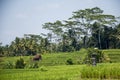 Bali Tegalalang Rice Terrace green field Ubud