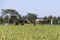 Bali Tegalalang Rice Terrace green field Ubud