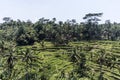 Bali Tegalalang Rice Terrace green field Ubud