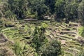 Bali Tegalalang Rice Terrace green field Ubud jungle trees