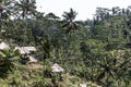 Bali Tegalalang Rice Terrace green field Ubud jungle trees