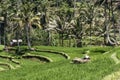 Bali Tegalalang Rice Terrace green field Ubud near historic Temple Kawi Gunung