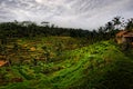 Bali - Tegalalang Rice Terraces Royalty Free Stock Photo