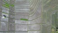 The Bali Terrace Rice Fields Royalty Free Stock Photo