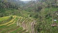 The Bali Terrace Rice Fields