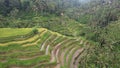 The Bali Terrace Rice Fields