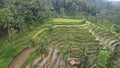 The Bali Terrace Rice Fields Royalty Free Stock Photo
