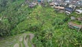 The Bali Terrace Rice Fields Royalty Free Stock Photo