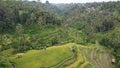 The Bali Terrace Rice Fields Royalty Free Stock Photo