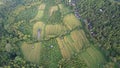 The Bali Terrace Rice Fields Royalty Free Stock Photo