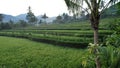 The Bali Terrace Rice Fields Royalty Free Stock Photo
