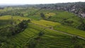 The Bali Terrace Rice Fields Royalty Free Stock Photo