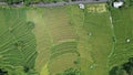 The Bali Terrace Rice Fields