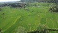 The Bali Terrace Rice Fields Royalty Free Stock Photo