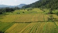 The Bali Terrace Rice Fields Royalty Free Stock Photo