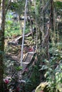 Bali Trail Stairs Travel Indonesia Cave Gua Roots Traditional Jungle Woods Leaves Flowers Royalty Free Stock Photo