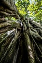 Bali Trekking benjamini tree Jungle Tamblingan Royalty Free Stock Photo