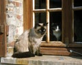 Balinese and Black and White Domestic Cat standing at Window Royalty Free Stock Photo