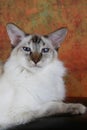 Balinese Blue Point Royalty Free Stock Photo