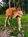 Balinese calf with shocked expression
