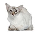 Balinese cat, 2 years old
