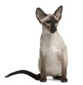 Balinese cat, 5 years old, sitting