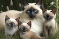 Balinese Cat With Kittens In The Grass Realistic Phot. Generative AI