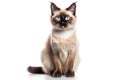 Balinese Cat Stands On A White Background Royalty Free Stock Photo