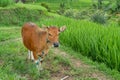 Balinese cattle standing in Jatiluwih rice fields, Bali - Indonesia Royalty Free Stock Photo