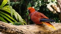 Balinese Cockatoo