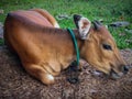 Balinese Cow Royalty Free Stock Photo