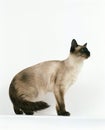 Balinese Domestic Cat, Adult standing against White Bakcground