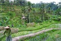 Balinese farmer with a basket working on green rice terraces UBUD, Indonesia, Bali, 11.08.2018