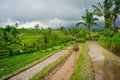 Balinese farmer harvesting the famous rice terraces of Jatiluwih, UNESCO w