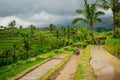 Balinese farmer harvesting the famous rice terraces of Jatiluwih, UNESCO w