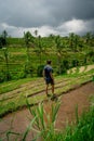Balinese farmer harvesting the famous rice terraces of Jatiluwih, UNESCO w