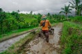 Balinese farmer harvesting the famous rice terraces of Jatiluwih, UNESCO w