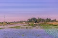 Farmers wearing traditional Asian farmer hats gathering crops during sunset in a wet rice field in Bali, Indonesia, Asia Royalty Free Stock Photo