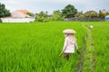 Balinese farmers working in a green rice field. Agriculture.